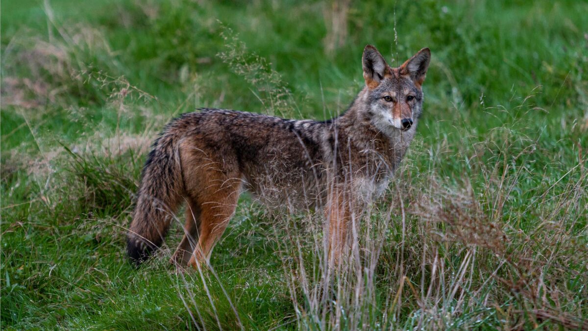 Killing coyotes an example of Ottawa’s ‘mismanaged’ wildlife strategy, critics say 