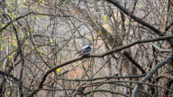 Downy Woodpecker sits in a bush at Hogs Back Park in Ottawa. Photo taken on Nov. 6, 2022.
