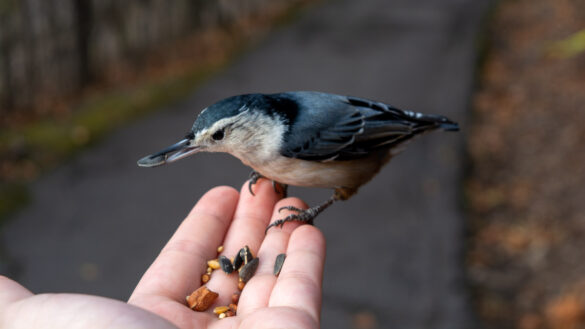 white-breasted nuthatch holds sunflower seed in its beak