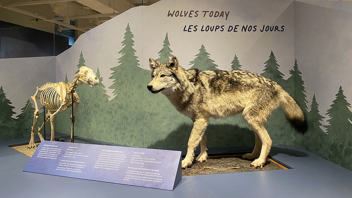 Reimagining the wolf: Museum takes  clear-eyed look at misunderstood predator