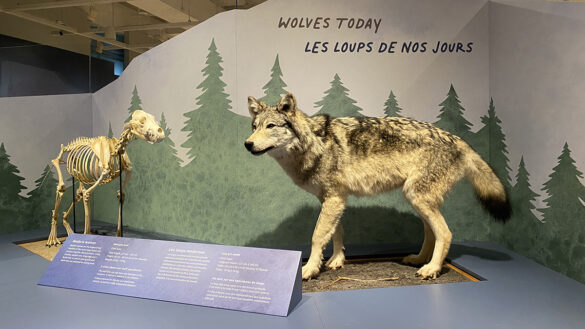 The Canadian Museum of Nature is pushing for education on wolves - an animal often misrepresented. [Photo © Lauren Kerans]