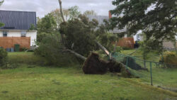 A tall tree lies on the grass of Wells' yard next to a green fence. Its roots are visible to those looking on, and layers of the ground are left torn up from the hurricane next to it. The destruction occurred during the night.