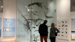 Two people examine a glass case full of bird statues at the bird exhibit at the Canadian Museum of Nature