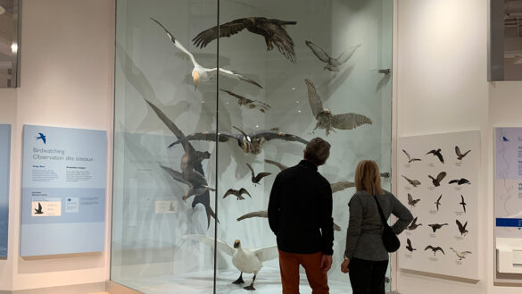 Two people examine a glass case full of bird statues at the bird exhibit at the Canadian Museum of Nature