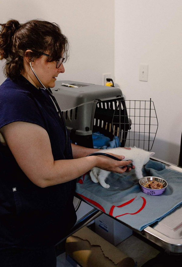 This image shows a volunteer from one cat rescue mentioned in the article helping a cat .