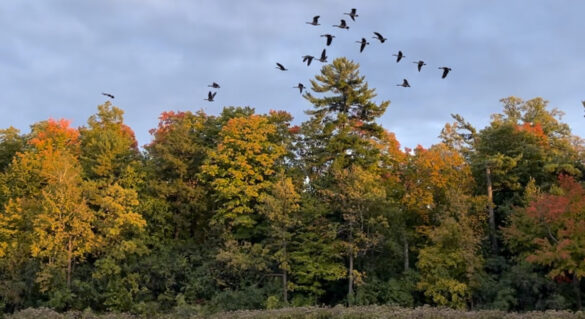 Tree line by the Rideau River, with leaves changing to fall colours and a flock of Canada Geese above the trees.