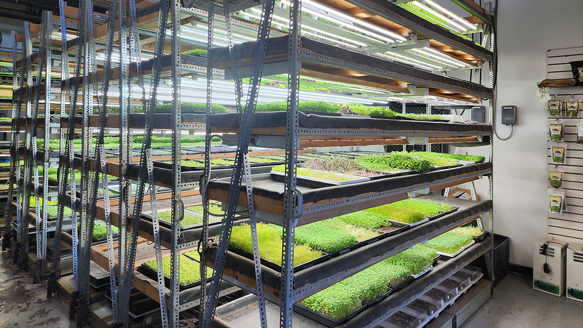 Microgreens trend is sprouting, but the tiny vegetables won’t solve the food crisis