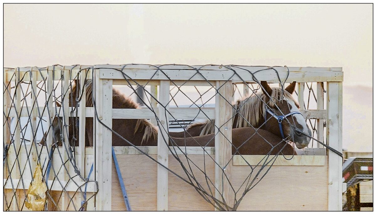 Two horses in large wooden crates with netting around before being lifted onto aircraft