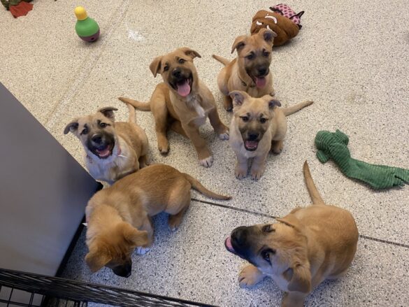 Six cute puppies, with some looking at camera, huddle at the humane society