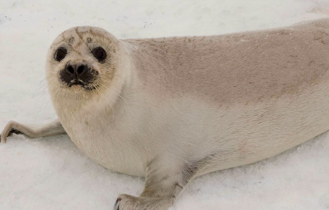 Swimming in rough seas: The quest for a sustainable seal harvest continues