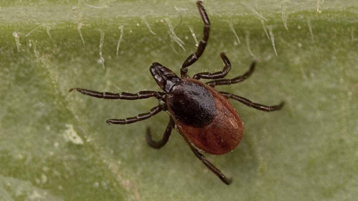 A big bite: Tick populations expected to surge after Ottawa’s mild winter, balmy spring