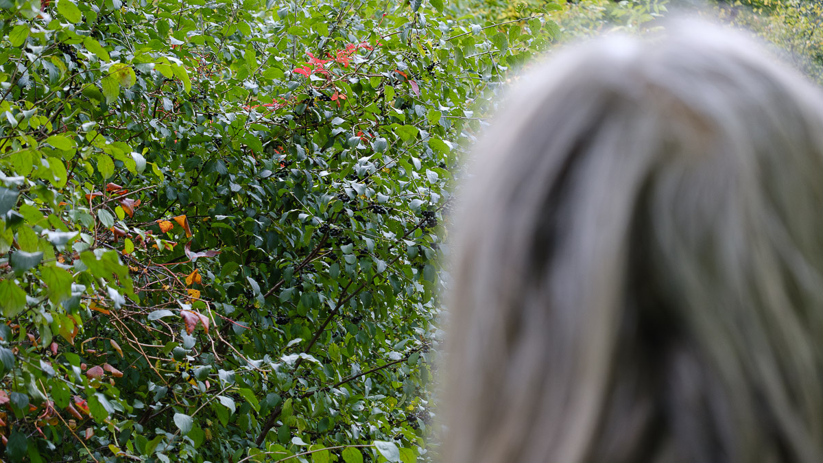 Sharon Boddy looks at a female buckthorn plant in Hampton Park.