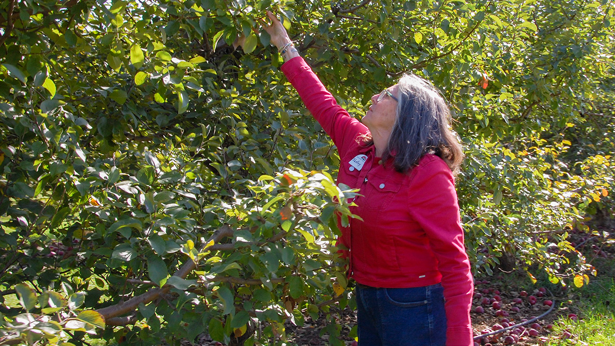 Woman in a red coat picking an apple from an apple tree.