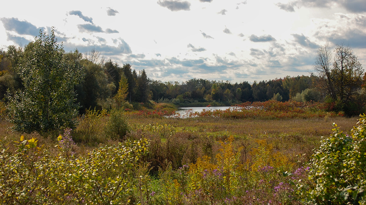 Marshland with pond, tall grass and flowers.