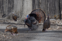 Photo of wild turkeys in Ottawa