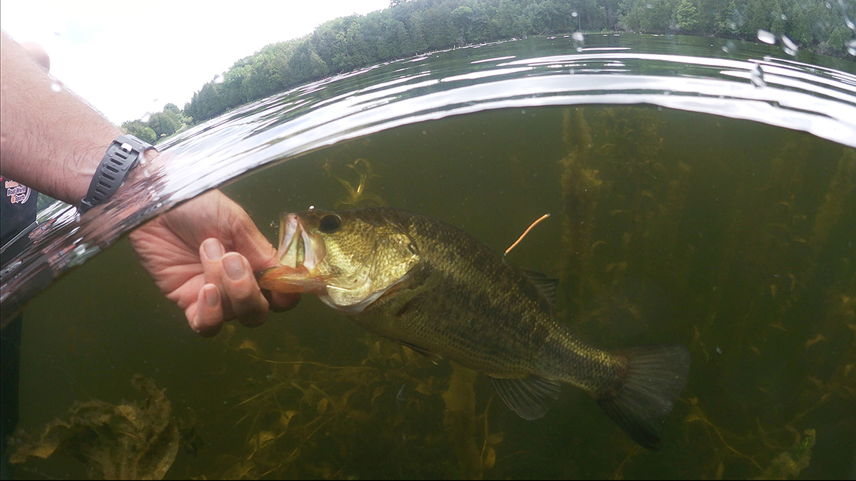 Fish out of water: Study examines the impact of draining Rideau Canal for winter